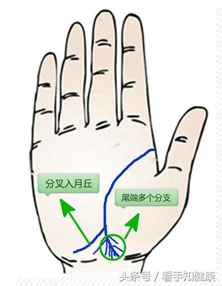 生命線分兩條|手相怎麼看？感情線、智慧線、生命線在哪裡？長度、走向入門解。